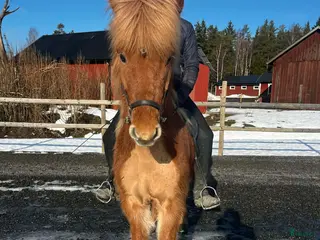 hästar Trevlig fyrgångs valack - Annons 1