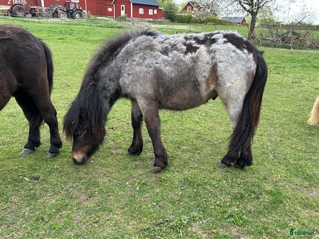  hästar Eddie Meduza 1 årig brunskimmel Valack - Annons 1