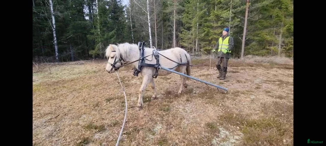  foderhäst finnes: Sommarponny? - Annons 8