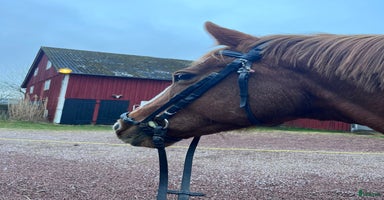  hästar i Villands Vånga - Annons 5