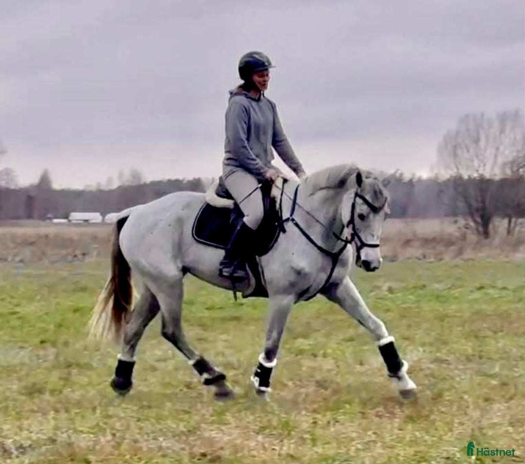 Allround hästar till salu: Mycket trevlig allround/hopphäst i Sala - Annons 5
