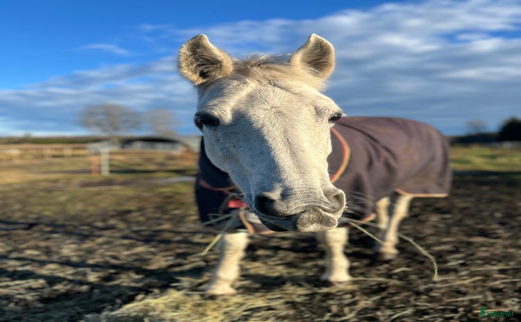  hästar i Tierp - Annons 5