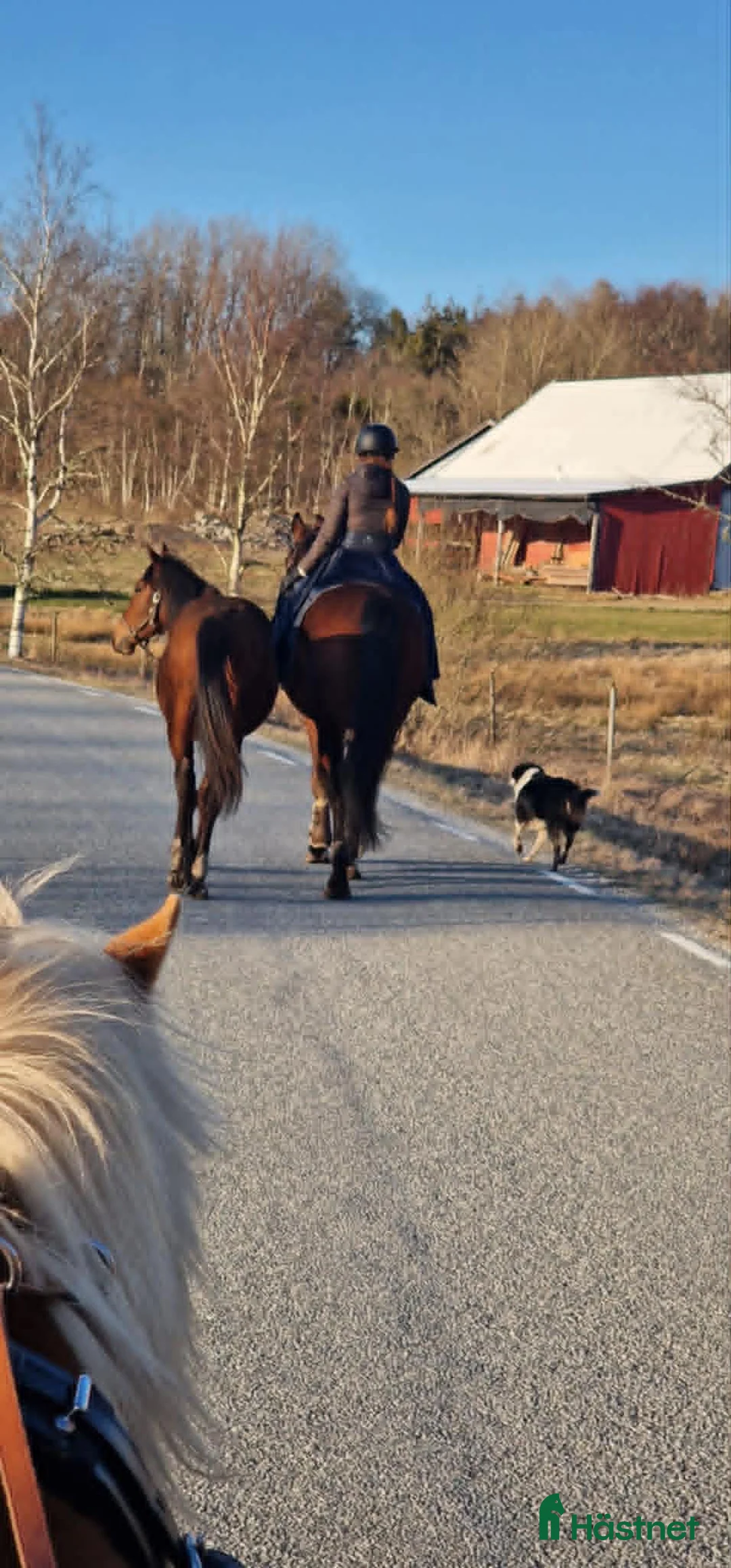 Allround hästar till salu: Älskade Nikki - Annons 2