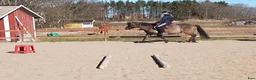 Allround hästar till salu: Hucul ponny - Annons 2