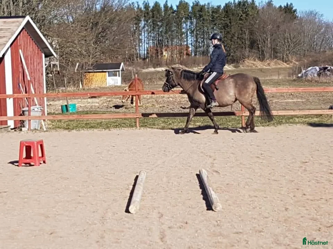 Allround hästar till salu: Hucul ponny - Annons 2