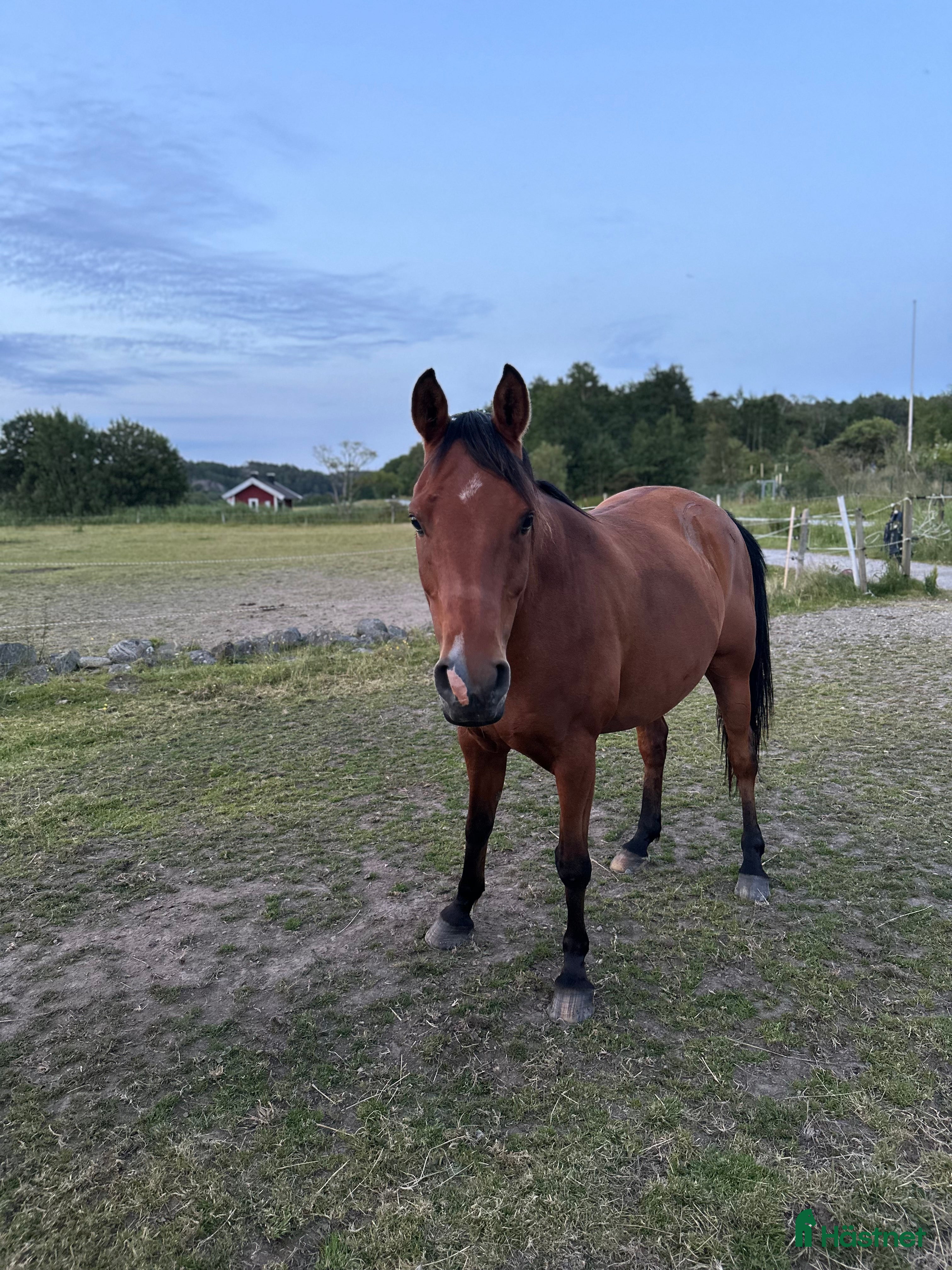  hästar Världens bästa kille  i Klövedal - Annons 3