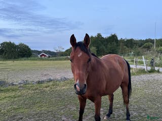 hästar Världens bästa kille i Klövedal - Annons 3