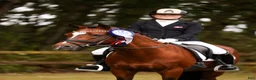 Dressyr hästar till salu: Top FEI pony  - Annons 15