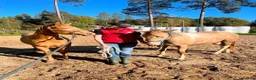 Western hästar till salu: Ranchämne - Annons 2