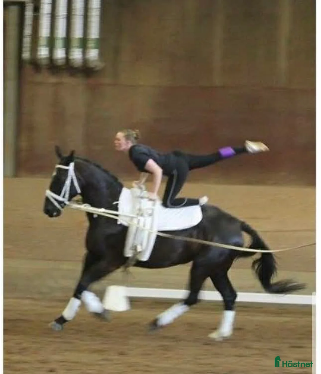 Allround hästar till salu: Voltige/Allroundhäst  - Annons 1