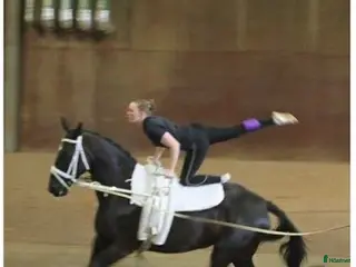 hästar Voltige/Allroundhäst - Annons 3