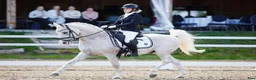 Dressyr hästar till salu: FEI DRESSAGE SCHOOLMASTER PONY for sale - Annons 1