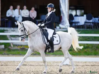 hästar FEI DRESSAGE SCHOOLMASTER PONY for sale - Annons 12