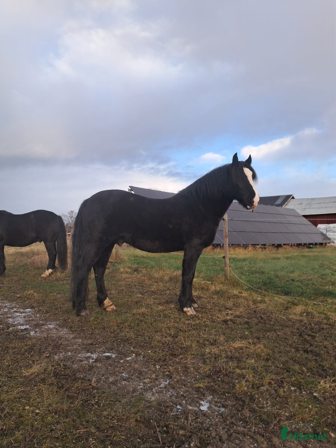 Allround hästar till salu: Fin kallblodsvalack i Sala - Annons 1