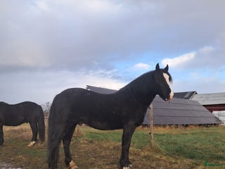hästar Fin kallblodsvalack i Sala - Annons 2