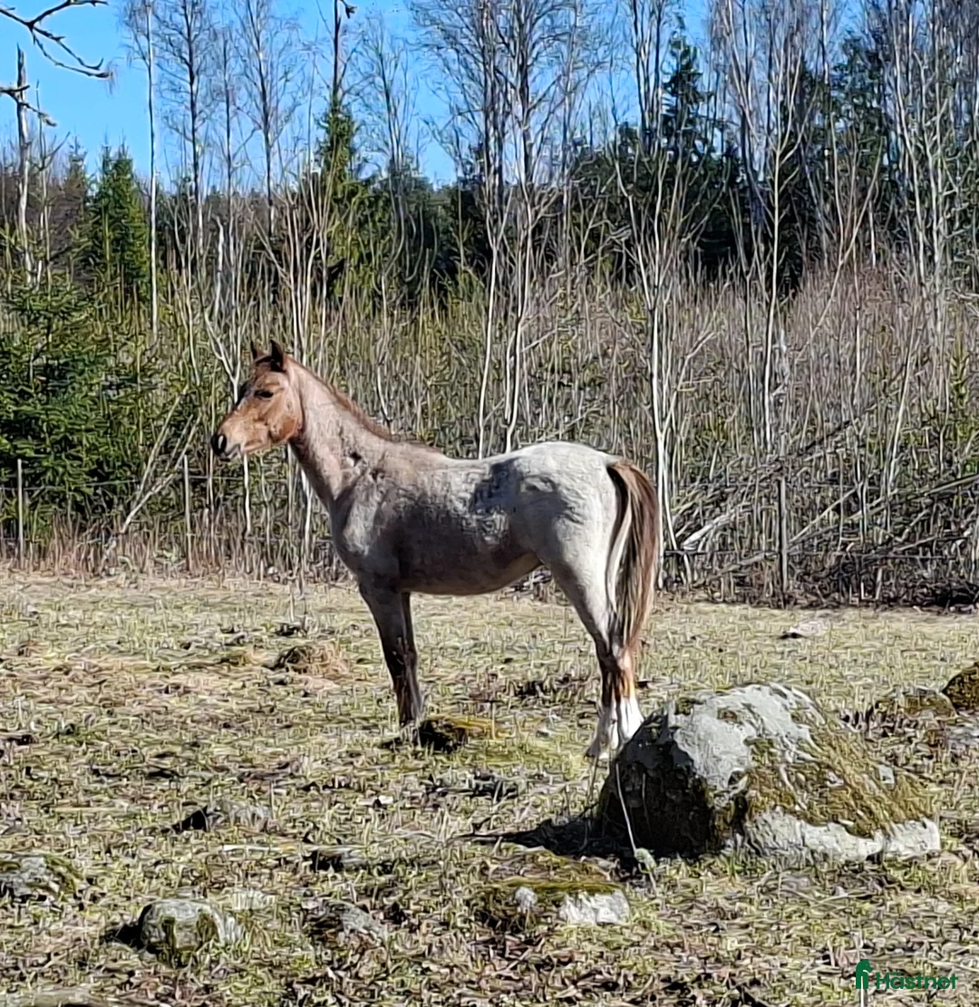 Allround hästar till salu: Trevlig kvalitetsponny för framtiden - Annons 2