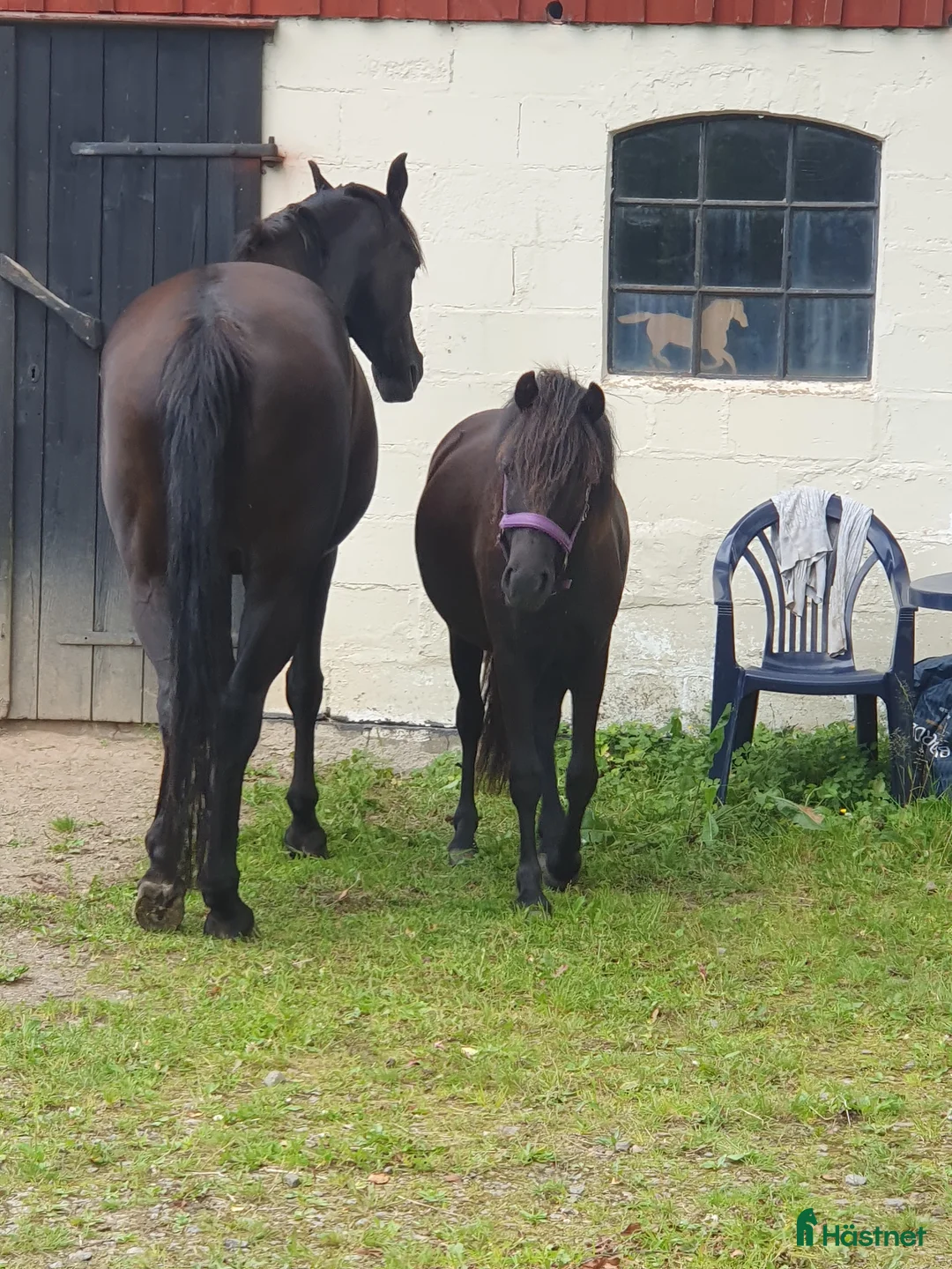 Allround hästar till salu: Fellponnykorsning sto 2år i Klippan - Annons 3
