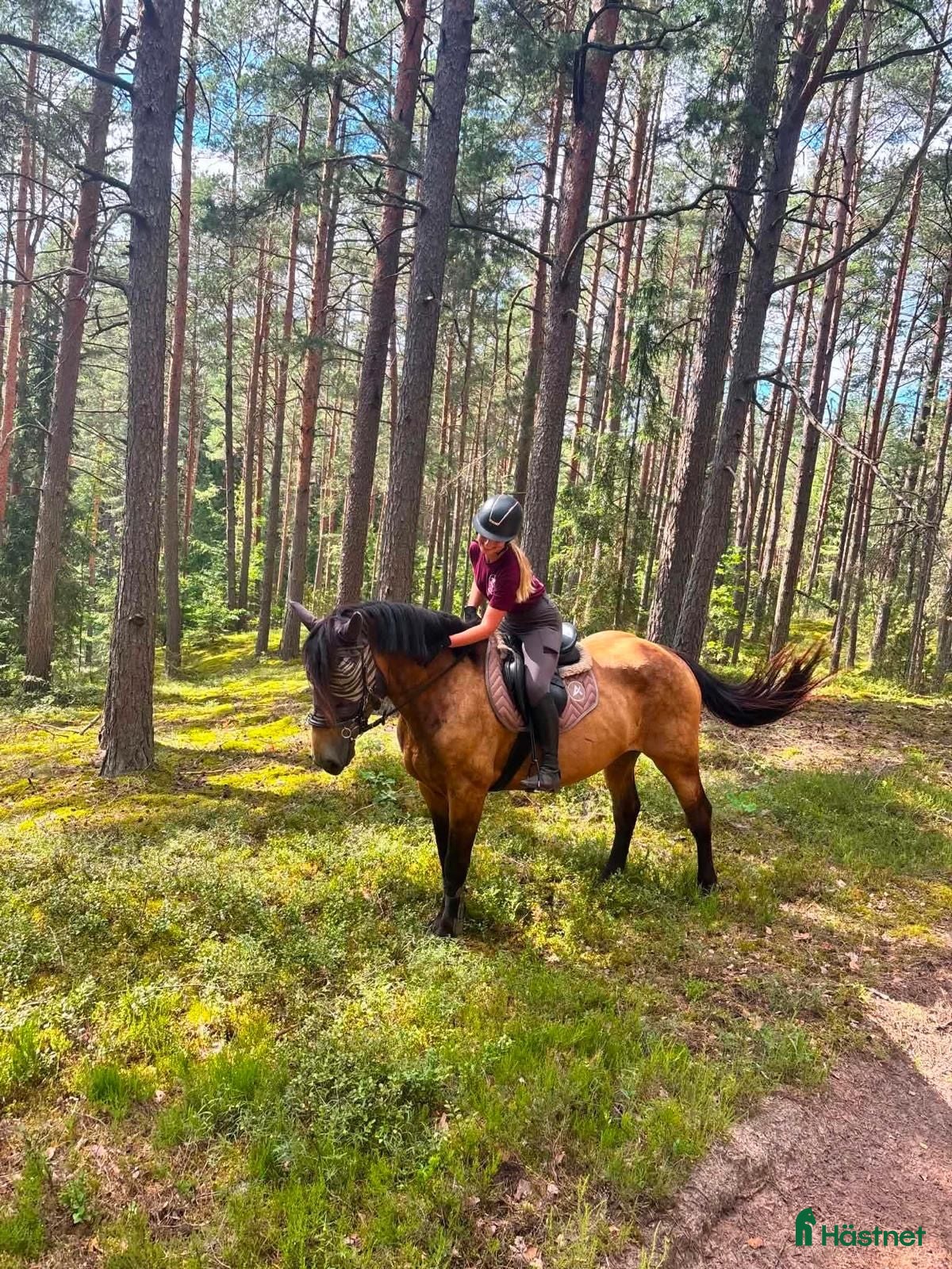  hästar Marvelous all around mare for any kind of rider! - Annons 18