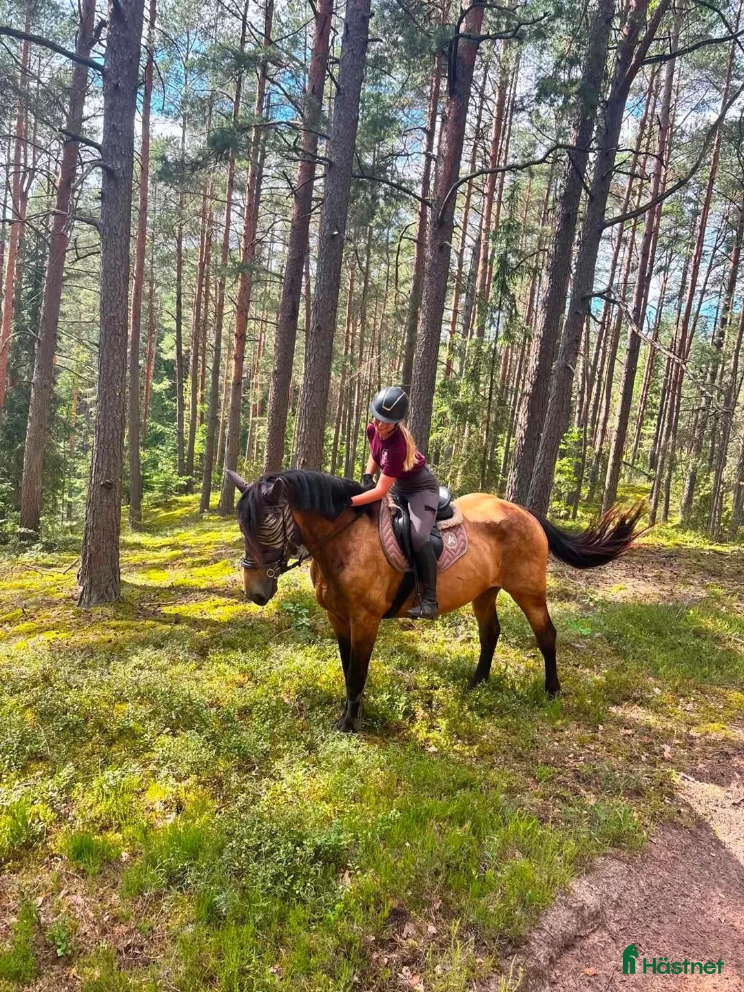 Allround hästar till salu: Marvelous all around mare for any kind of rider! - Annons 1