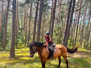 hästar Marvelous all around mare for any kind of rider! - Annons 18