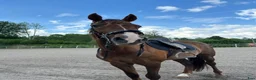 Dressyr hästar till salu: Lusitano valack i Äspered - Annons 3