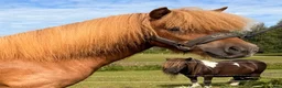 Allround hästar till salu: Snygg shetlandsponny valack i Västra Ämtervik - Annons 3