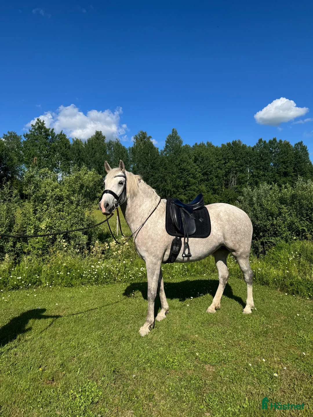 Working Equitation hästar till salu: Svensk född lusitano sto - Annons 2