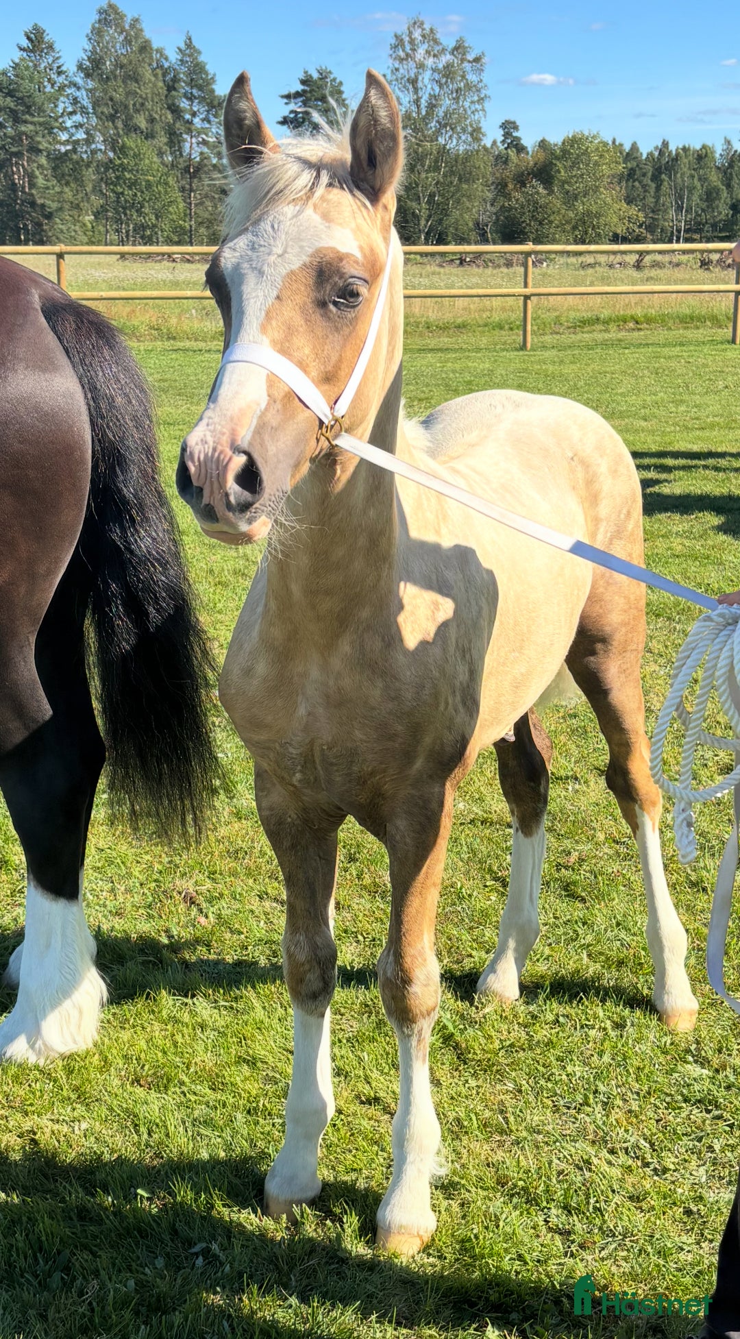 Allround hästar till salu: 🌟Blivande stjärna🌟 i Kalv - Annons 3
