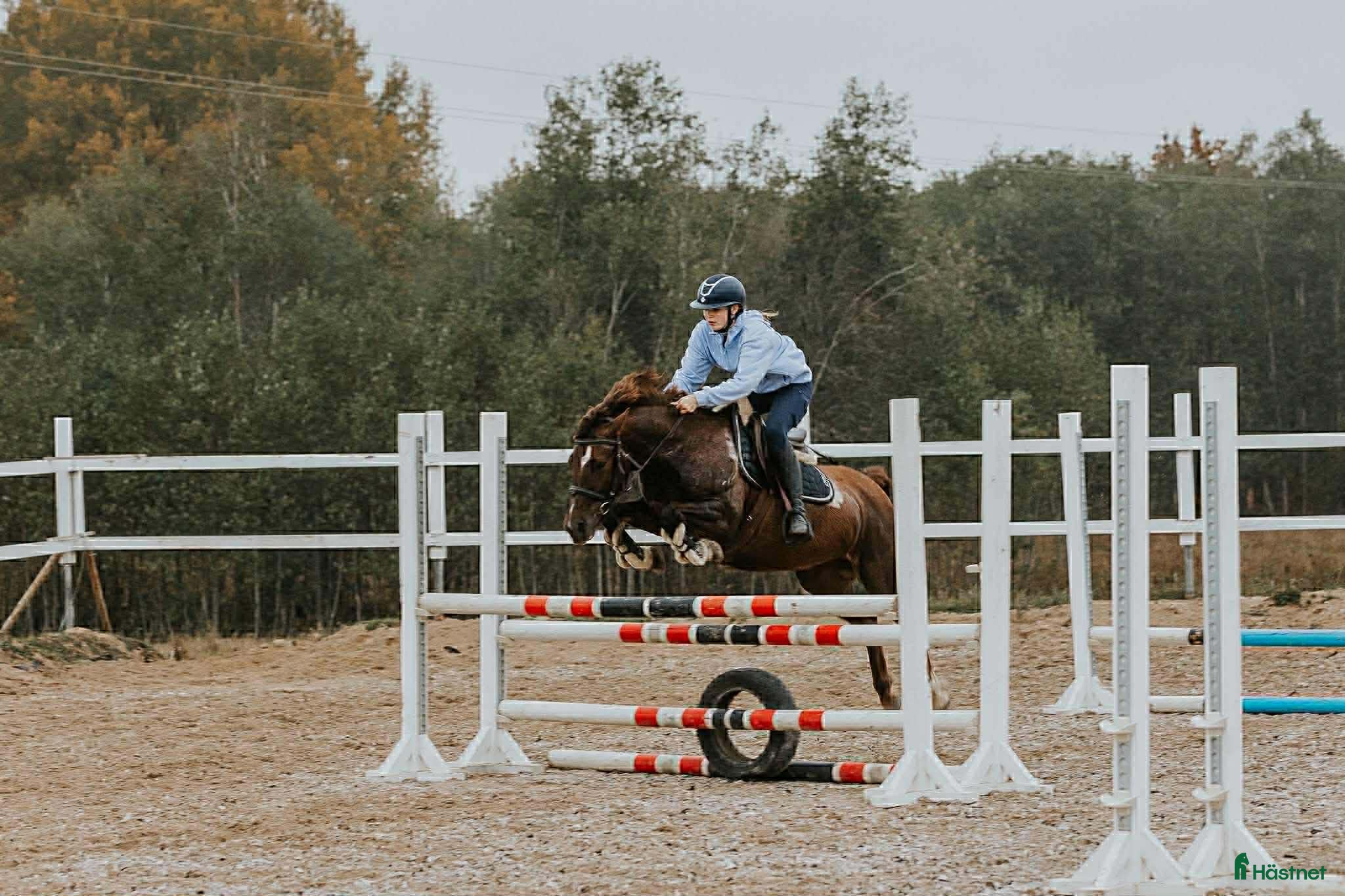  hästar D-ponny sto - Annons 5