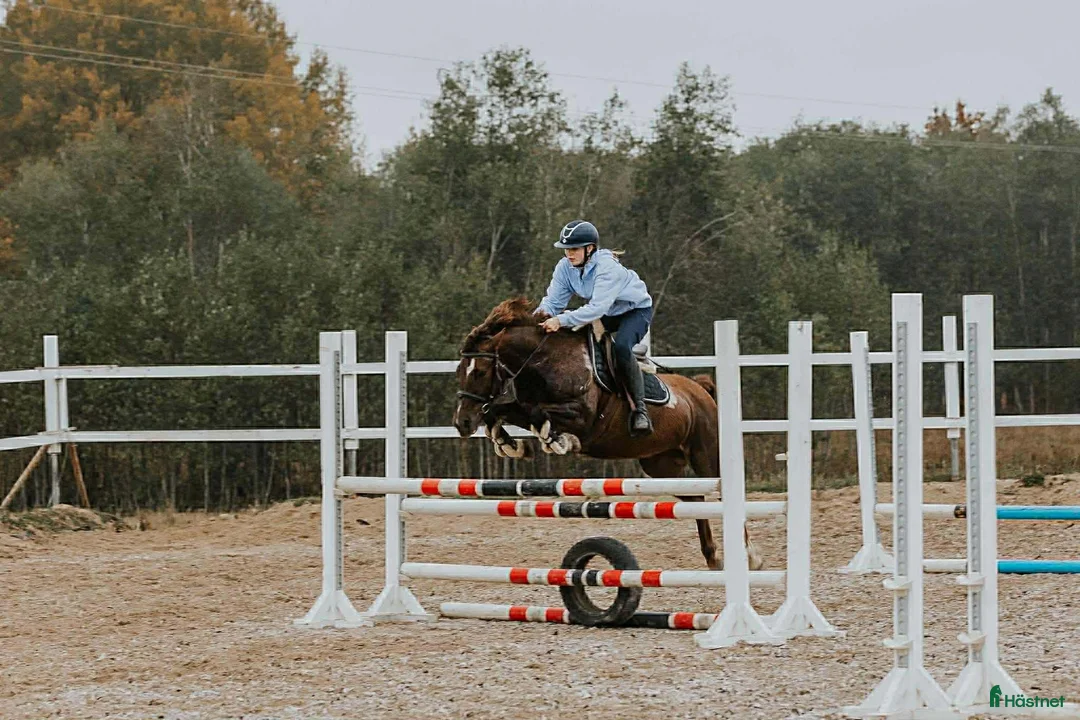 Hoppning hästar till salu: D-ponny sto - Annons 1