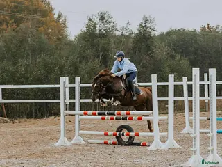 hästar D-ponny sto - Annons 5