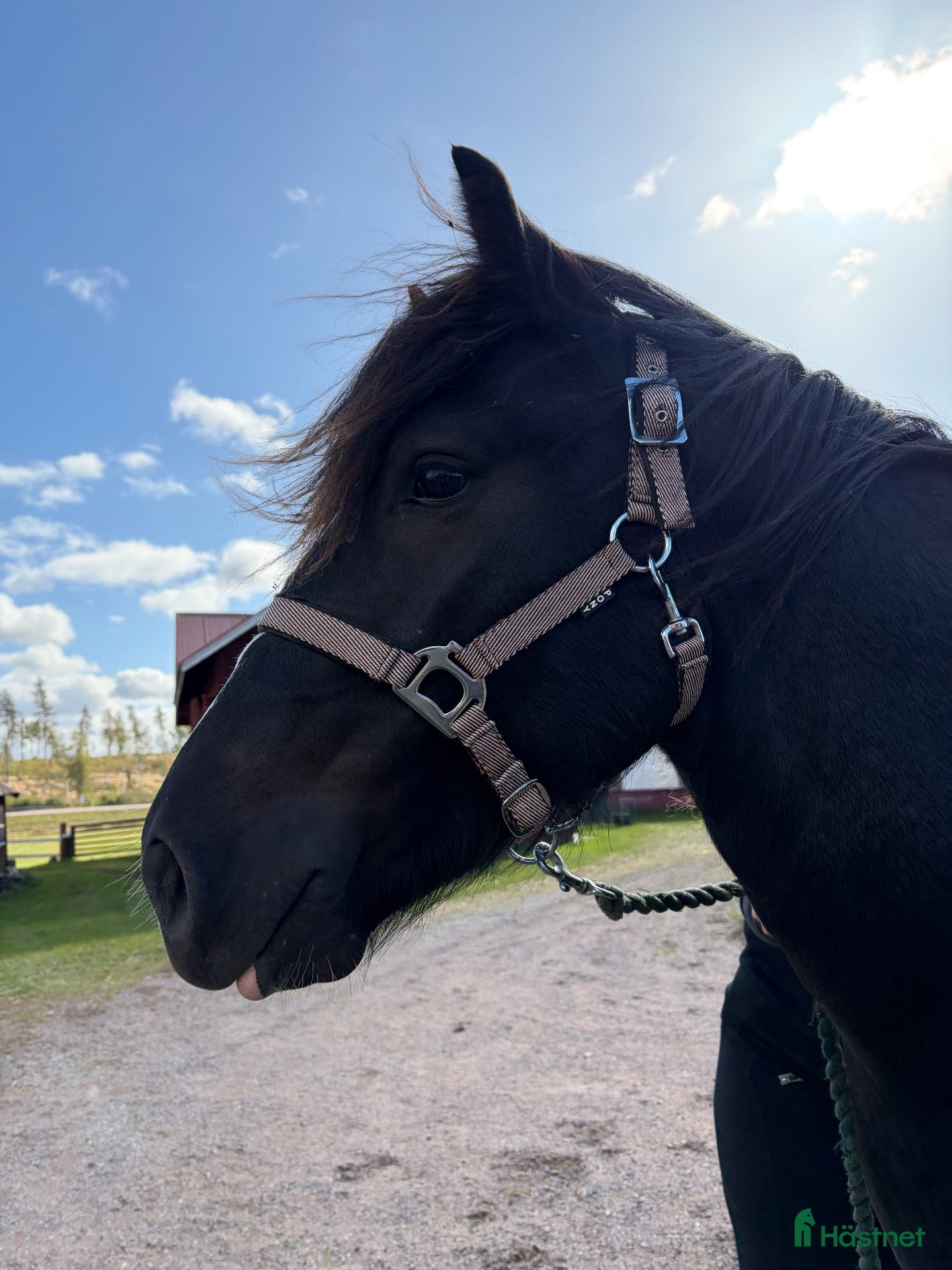  hästar Snygg 1-åring  - Annons 1