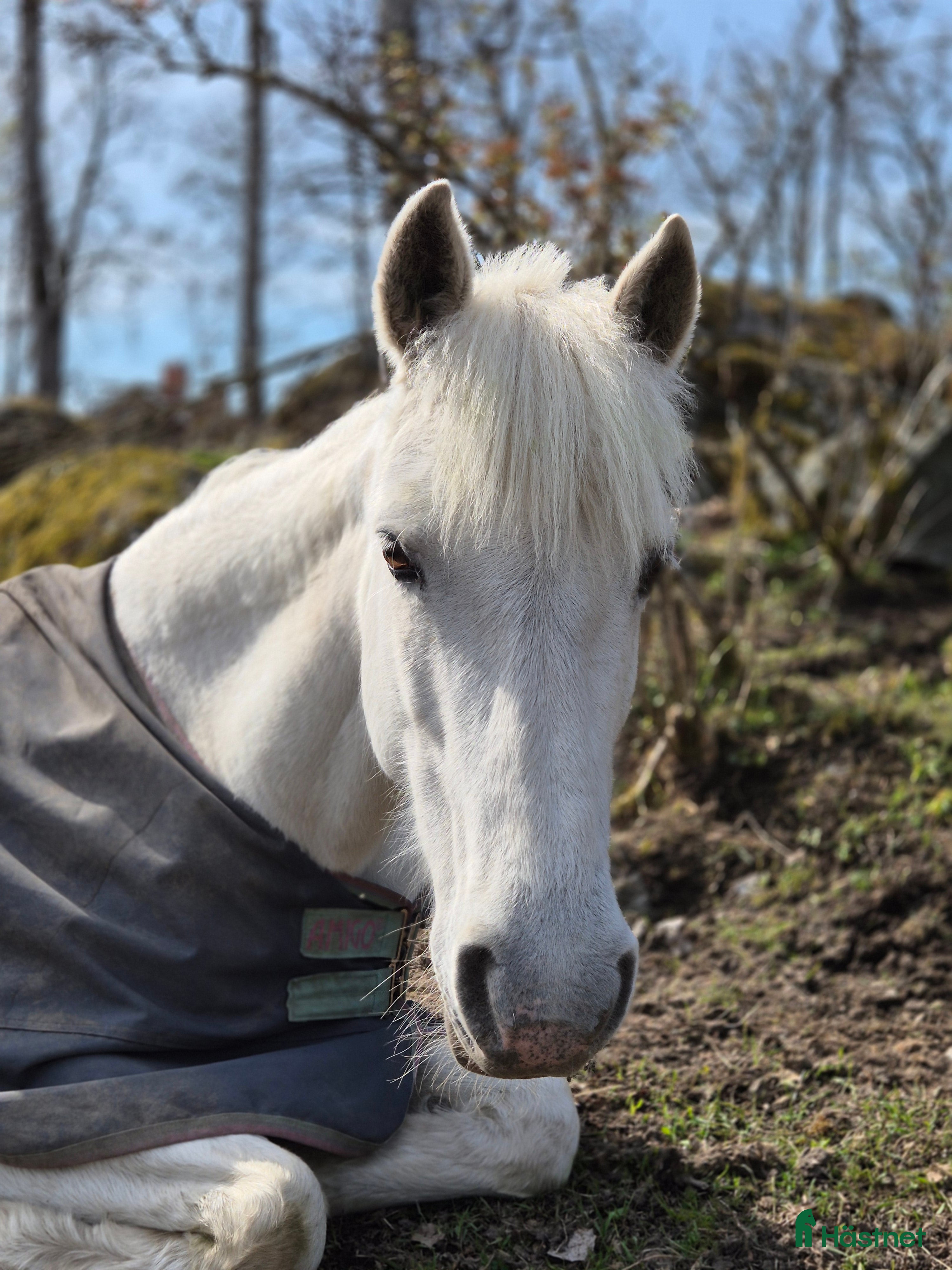  foderhäst Fordervärdar/medryttare sökes i Almunge - Annons 10
