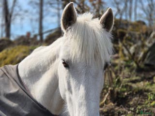 foderhäst Fordervärdar/medryttare sökes i Almunge - Annons 10