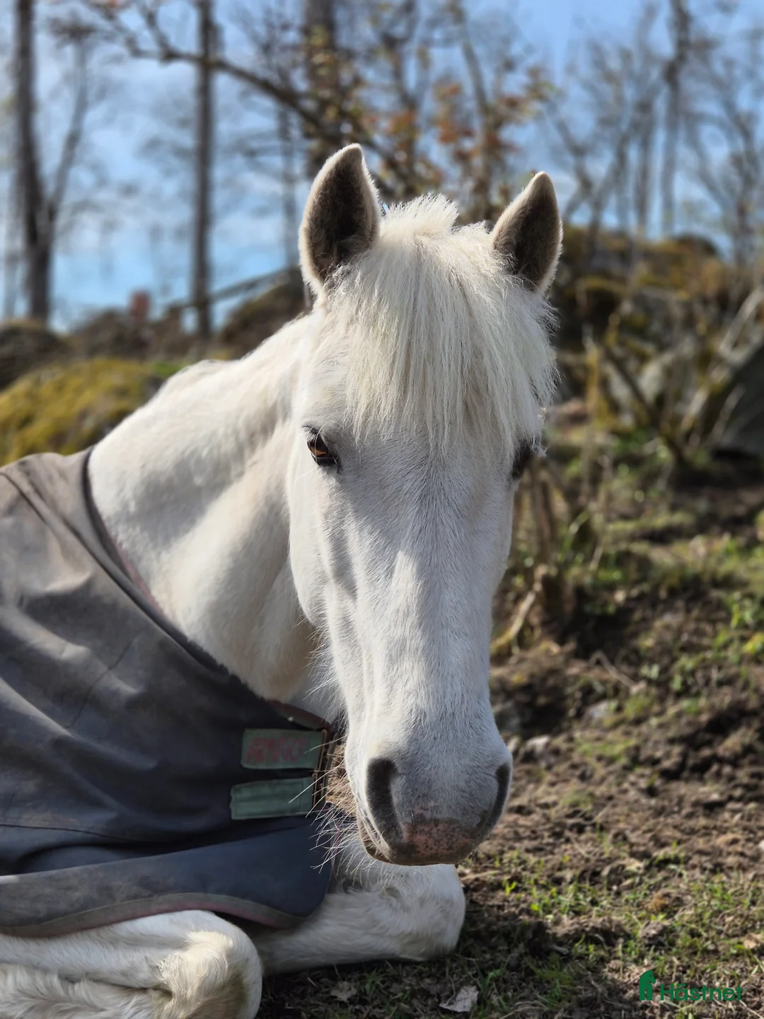  foderhäst finnes: Fordervärdar/medryttare sökes i Almunge - Annons 1