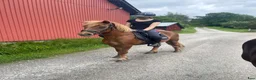 Allround hästar till salu: En riktig bästis  - Annons 1