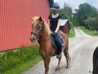 hästar En riktig bästis - Annons 15