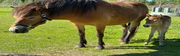 Övrigt hästar till salu: shetlands ponnyer - Annons 3