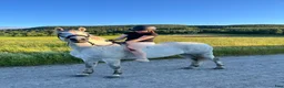 Hoppning hästar till salu: Snygg connemara  - Annons 3