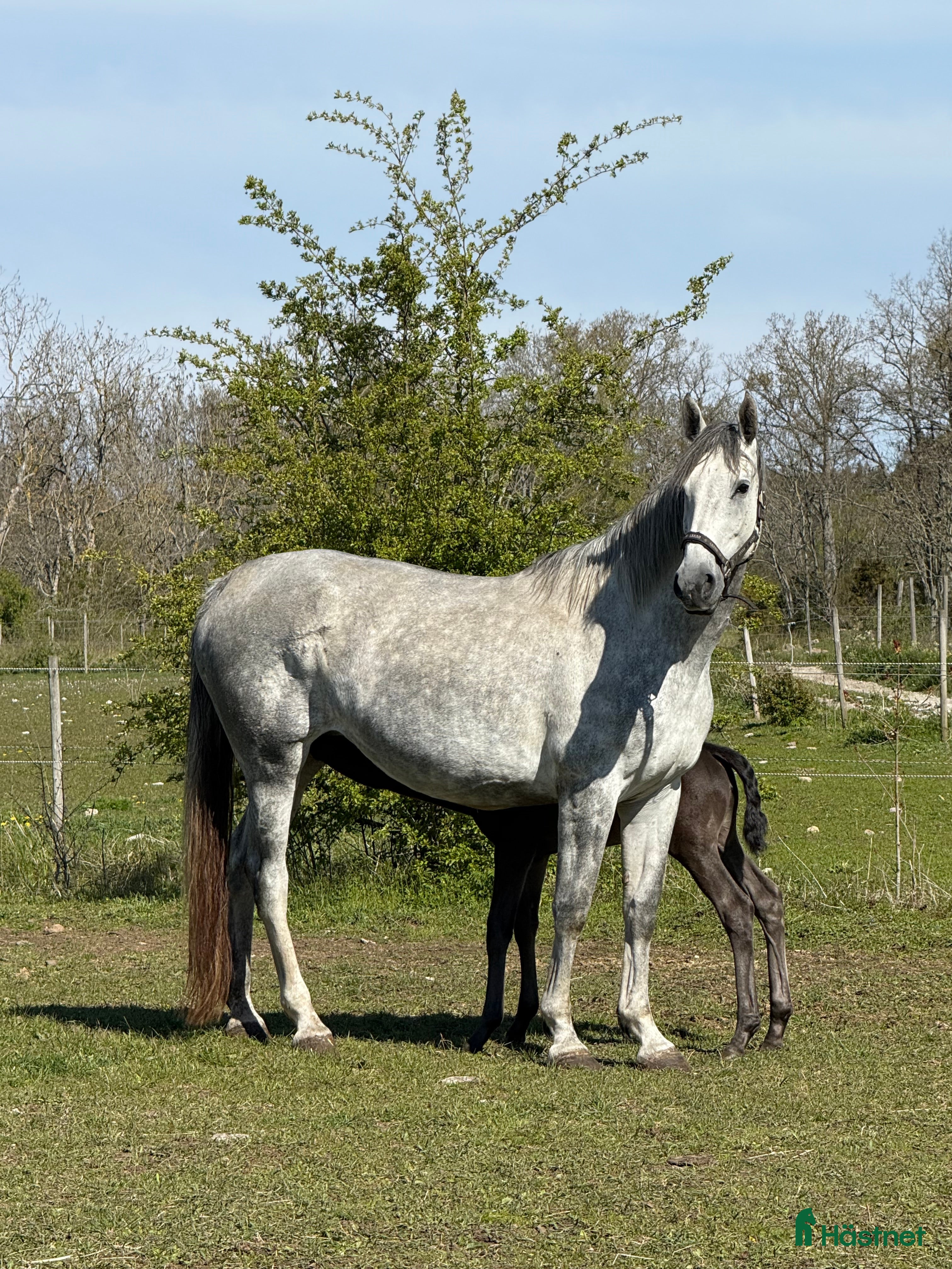  hästar Vackert SWB-sto till avel eller ridning  i Tingstäde - Annons 15