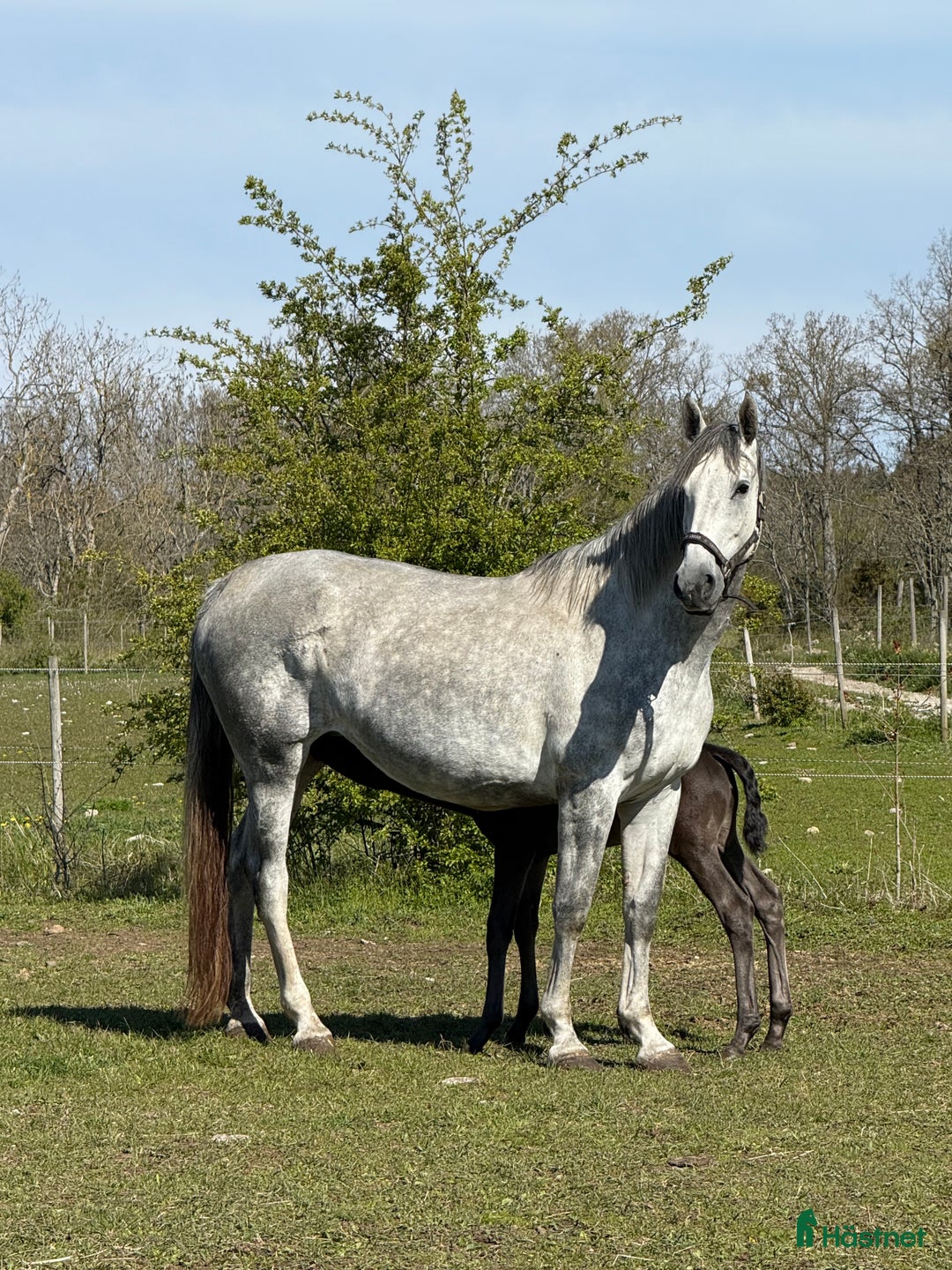 Dressyr hästar till salu: Vackert SWB-sto till avel eller ridning  i Tingstäde - Annons 1