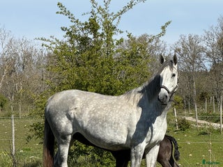 hästar Vackert SWB-sto till avel eller ridning i Tingstäde - Annons 1
