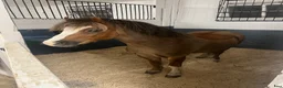  stallplats finnes: Stallplats på Smedby gård Åkersberga  - Annons 4