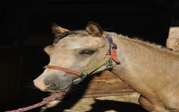 Allround hästar till salu: *Reserverad* Elegant Welsh Cob Stoföl i Hoting - Bild 6