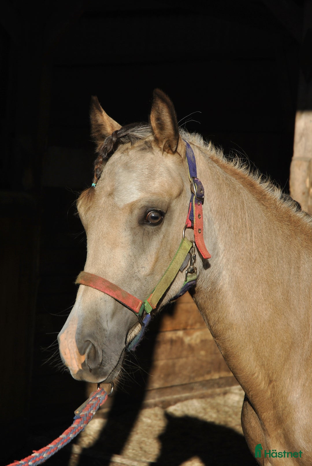 Allround hästar till salu: Elegant Welsh Cob Stoföl i Hoting - Bild 6