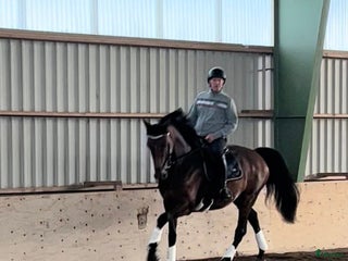 medryttarhäst finnes: Medryttare sökes i Rimbo - Annons 18