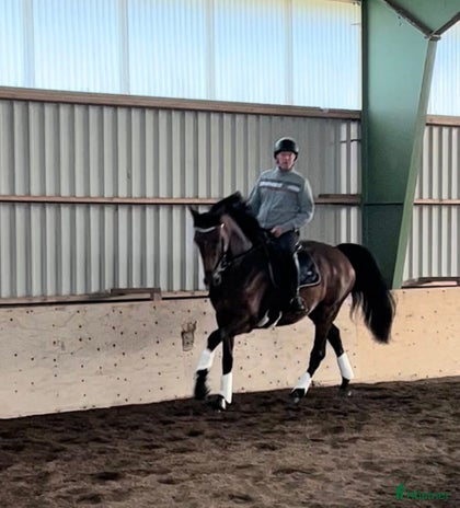 medryttarhäst finnes: Medryttare/delfodervärd sökes i Rimbo - Annons 8