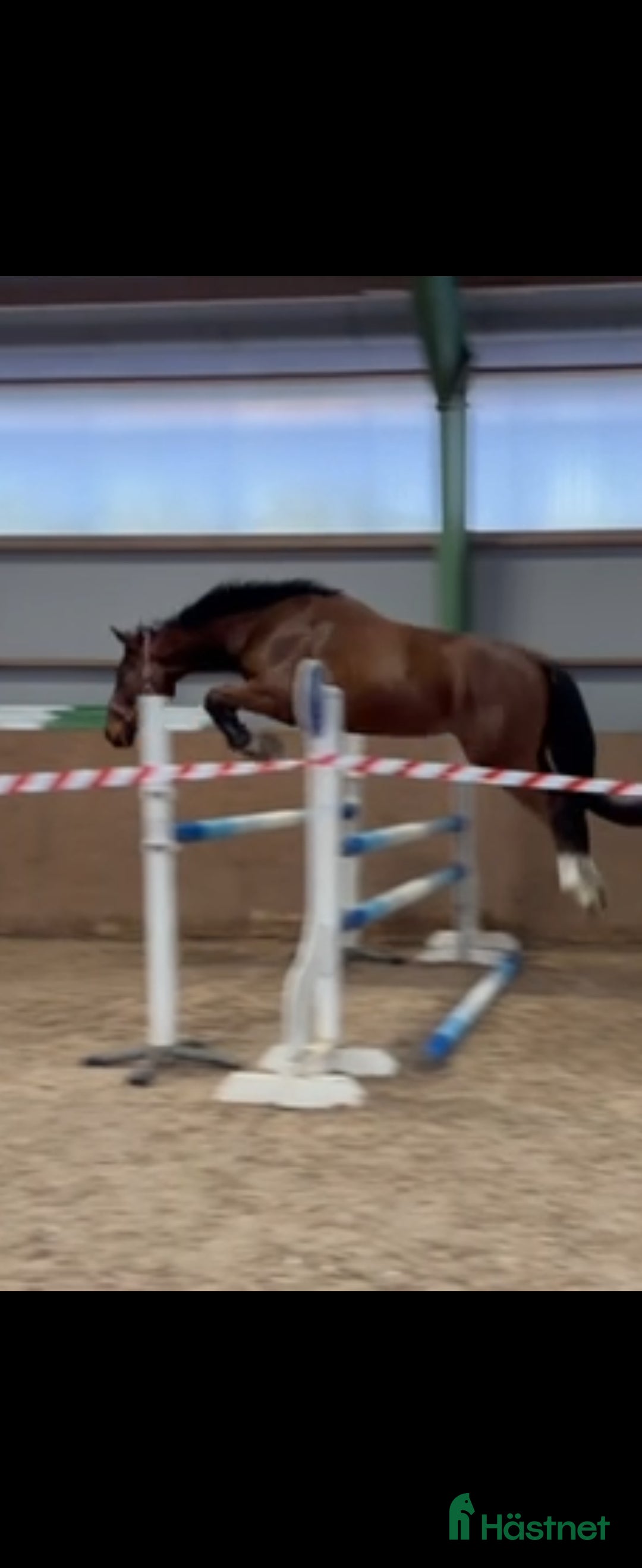  hästar Lovande blivande 3 åring - Annons 5