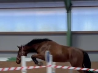 hästar Lovande blivande 3 åring - Annons 4