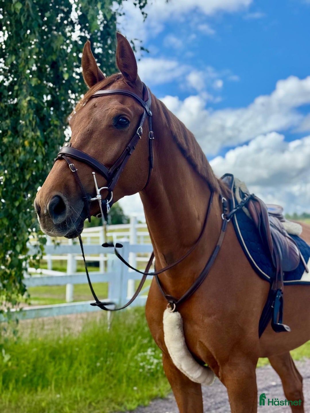 Hoppning hästar till salu: FYNDA TÄVLINGSHÄST i Ekeby - Annons 1